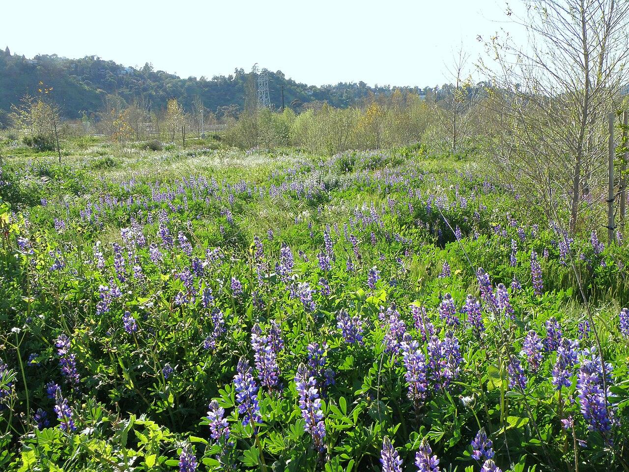 Purple lupines blooming in Rio de Los Angeles State Park with the hills of Glassell Park behind