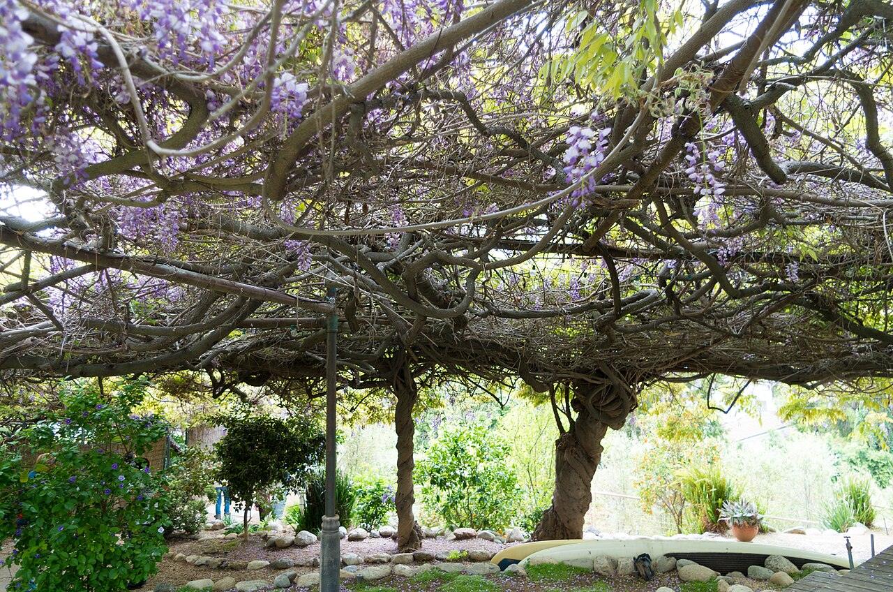 Sierra Madre's century-old wistaria vine in purple bloom